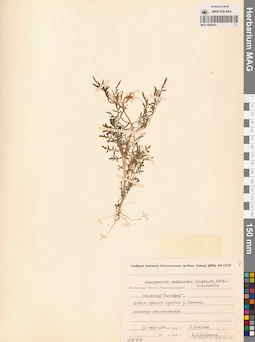 MAG 0006293