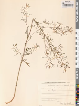 MAG 0006295