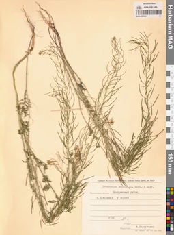 MAG 0006297