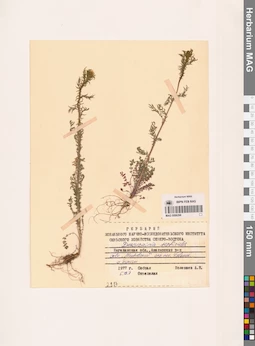 MAG 0006298