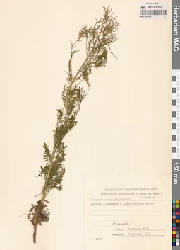 MAG 0006300