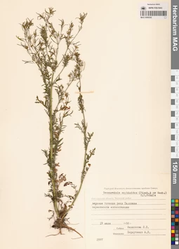 MAG 0006302