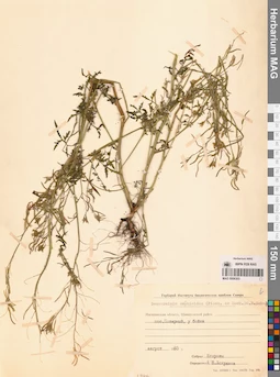 MAG 0006303