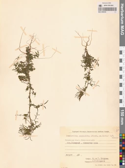 MAG 0006304