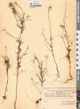 MAG 0006306