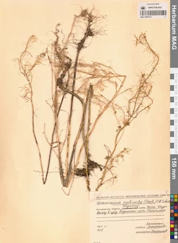 MAG 0006310