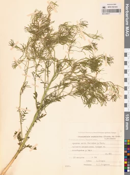 MAG 0006317