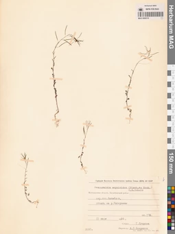 MAG 0006318