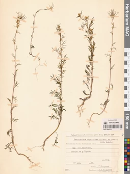 MAG 0006319