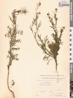 MAG 0006320