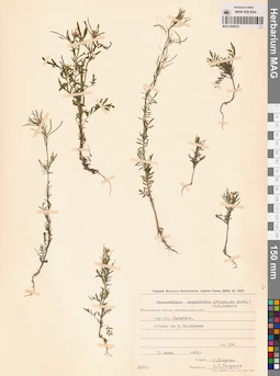 MAG 0006321