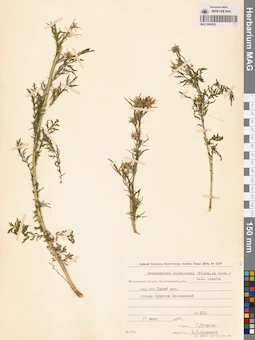 MAG 0006322