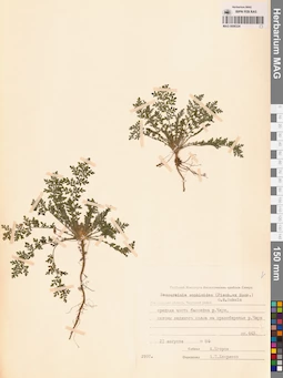 MAG 0006324