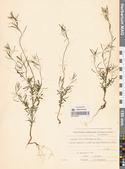MAG 0006325