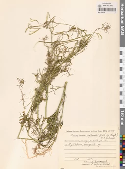 MAG 0006326