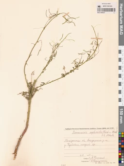 MAG 0006327