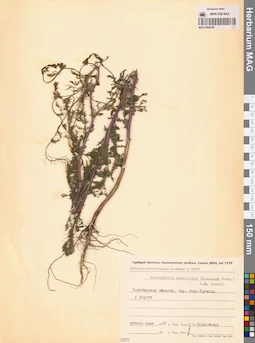MAG 0006328