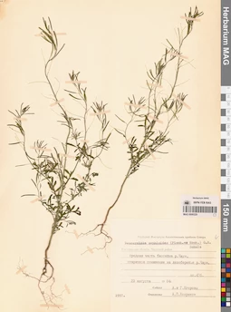 MAG 0006329