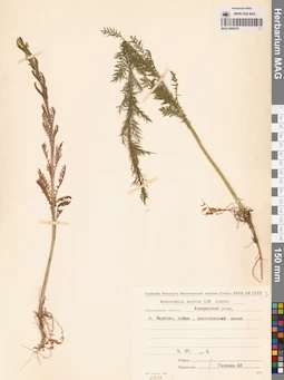 MAG 0006330