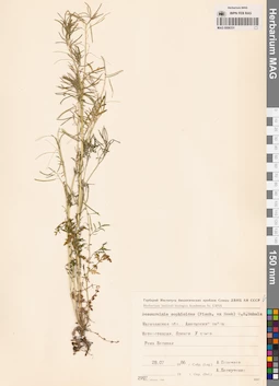MAG 0006331