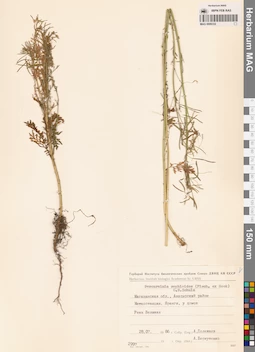 MAG 0006332