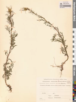MAG 0006333