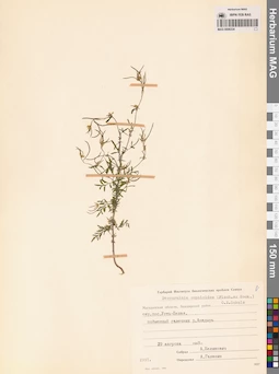 MAG 0006334