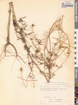 MAG 0006335