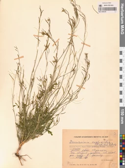 MAG 0006336