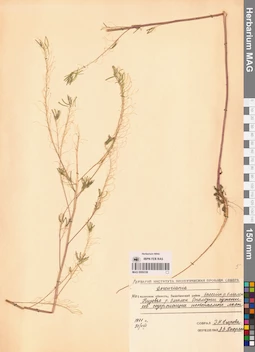 MAG 0006338