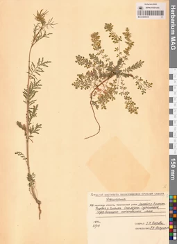 MAG 0006339