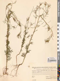 MAG 0006340