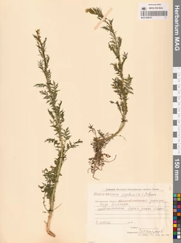 MAG 0006341