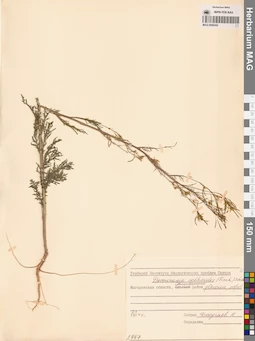 MAG 0006342