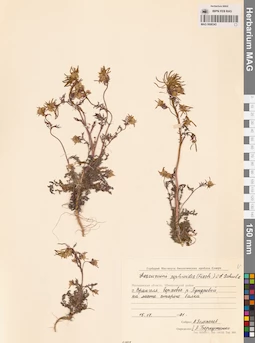 MAG 0006343
