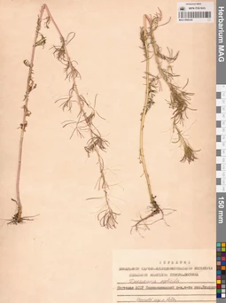 MAG 0006344