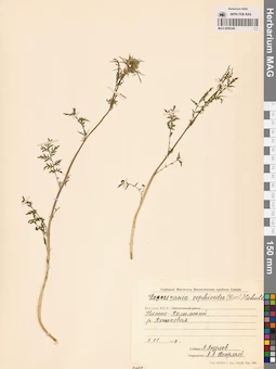 MAG 0006346
