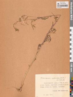MAG 0006347