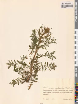 MAG 0006349