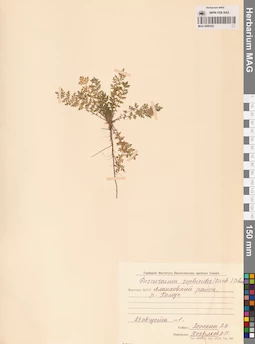 MAG 0006352