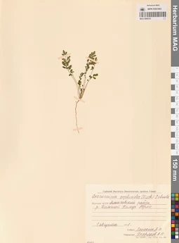MAG 0006353