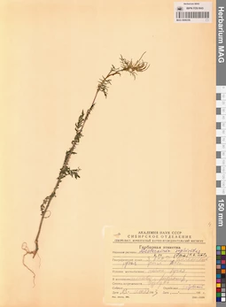 MAG 0006356