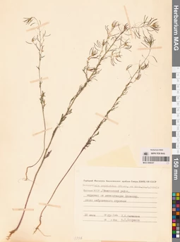 MAG 0006357