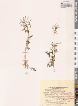 MAG 0008092