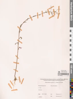 MAG 0006229
