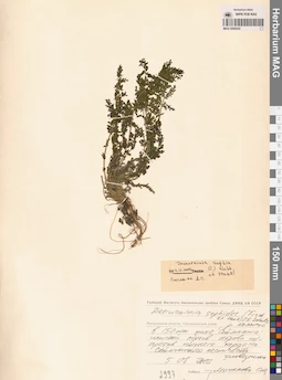 MAG 0006242