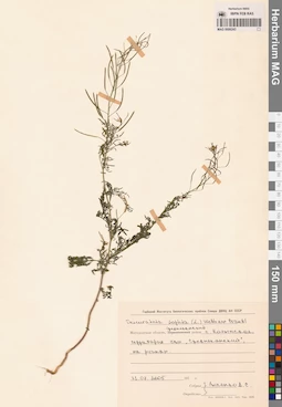 MAG 0006243