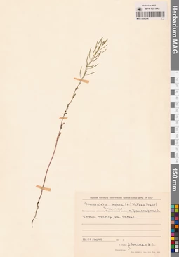 MAG 0006244