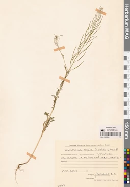 MAG 0006246