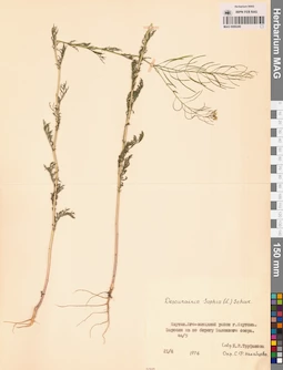 MAG 0006249